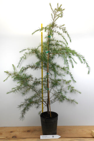 Deodar Cedar, Large 1 Gallon Tree 36-44 Inches tall, graceful, pendulous branches