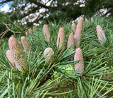 Deodar Cedar, Live Potted Tree 16 - 24 Inches tall, graceful, pendulous branches