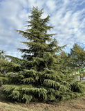 Deodar Cedar, Large 1 Gallon Tree 38-44 Inches tall, graceful, pendulous branches