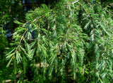 Deodar Cedar, Large 1 Gallon Tree 38-44 Inches tall, graceful, pendulous branches