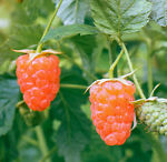 Double Gold Raspberry Rootstock - Free Shipping - Excellent Flavor, Very Sweet