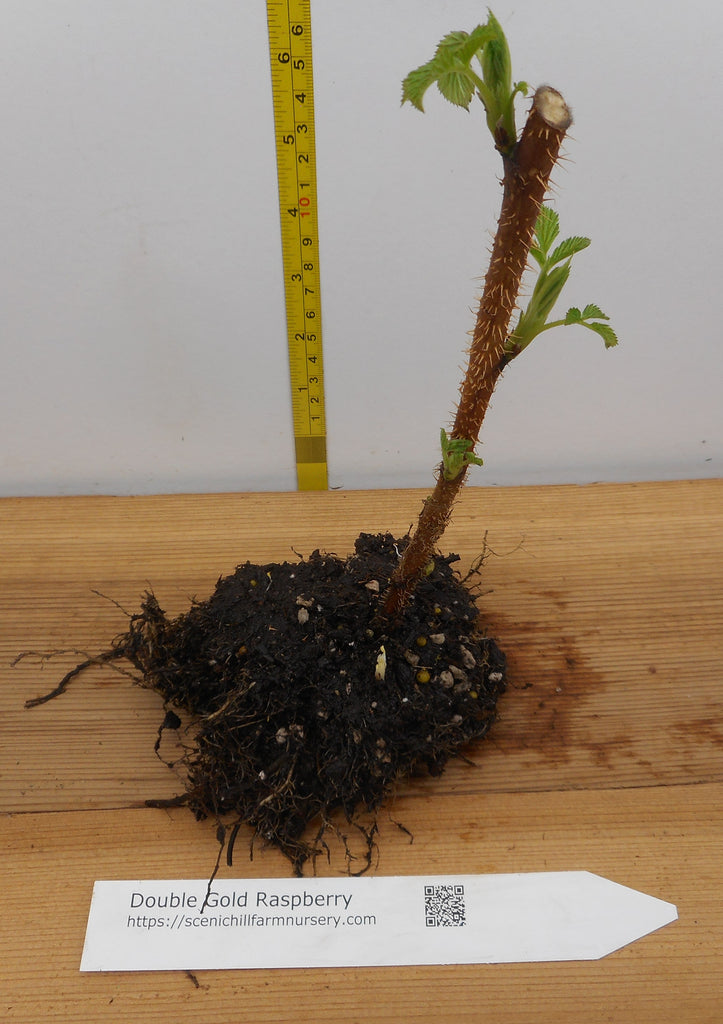 Double Gold Everbearing Raspberry Canes - Semi Dormant and Semi Bare R ...