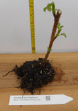 Double Gold Everbearing Raspberry Canes - Semi Dormant and Semi Bare Root Plants