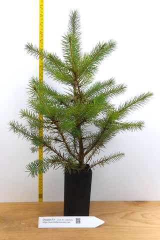 Douglas Fir Tree - One Gallon Container - Pacific Coast/Willamete Valley and  Lincoln National Forest