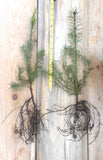 Douglas Fir Tree seedlings- Pacific Coast/Willamete Valley and  Lincoln National Forest