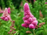 Douglas Spirea (Spiraea douglasii ) West Coast Native, Pink Fragrant Flowers