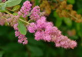 Douglas Spirea (Spiraea douglasii ) West Coast Native, Pink Fragrant Flowers
