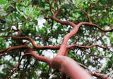 Dr. Hurd Manzanita Tree, Landscape Focal Point, Pre-Bonsai, or native garden