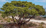 Dr. Hurd Manzanita Tree, Landscape Focal Point, Pre-Bonsai, or native garden