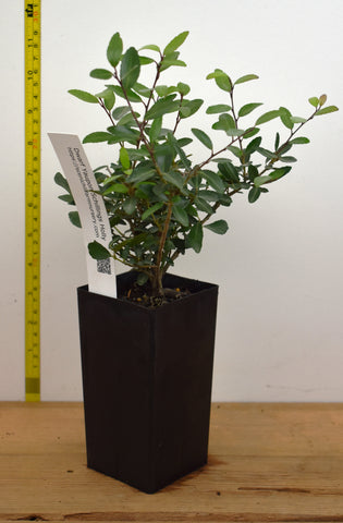 Dwarf Yaupon 'Schillings' Holly - Ilex vomitoria 'Nana'