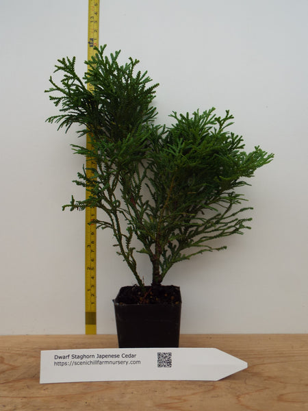 Dwarf_Staghorn_Cedar_600x600.