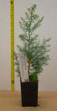 Eastern Red Cedar - Tough evergreen tree native to eastern North America.