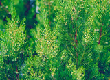 Eastern Red Cedar - Tough evergreen tree native to eastern North America.