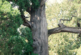 Eastern Red Cedar - Tough evergreen tree native to eastern North America.