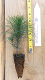 Eastern White Pine Potted Seedlings- 1 Year Old, 2 Year Old and 3 Year Old  Pinus strobus