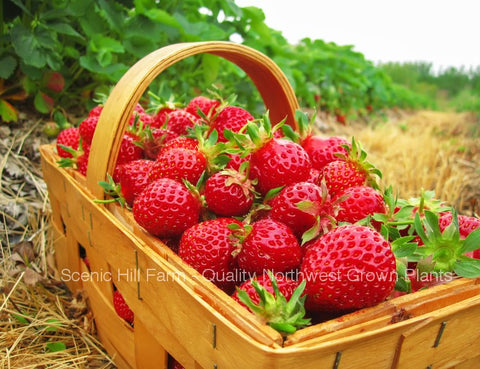 strawberry plant potted Potted Sweet Sunrise Strawberry Plants -Rich Strawberry Flavor – Scenic Hill Farm Nursery