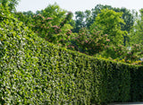 European Hornbeam (Carpinus betulus) - Hedges, Windbreaks, Standalone Trees.