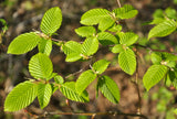 European Hornbeam (Carpinus betulus) - Hedges, Windbreaks, Standalone Trees.