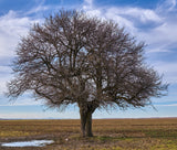 European Hornbeam (Carpinus betulus) - Hedges, Windbreaks, Standalone Trees.