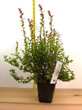 Huckleberry - Vaccinium Ovatum - Gallon and Quart Containers - Also called Evergreen or Coast Huckleberry - Tasty Berries, Flower Arrangements - Click on Dropdown menu for Prices - Price includes shipping