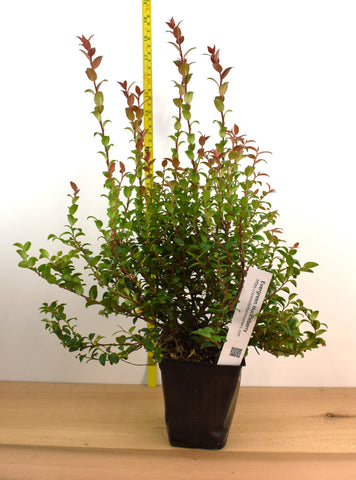Huckleberry - Vaccinium Ovatum - Gallon and Quart Containers - Also called Evergreen or Coast Huckleberry - Tasty Berries, Flower Arrangements - Click on Dropdown menu for Prices - Price includes shipping