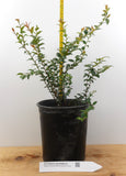 Evergreen Huckleberry- Tasty Berries, Flower Arrangements- Large Gallon Containers