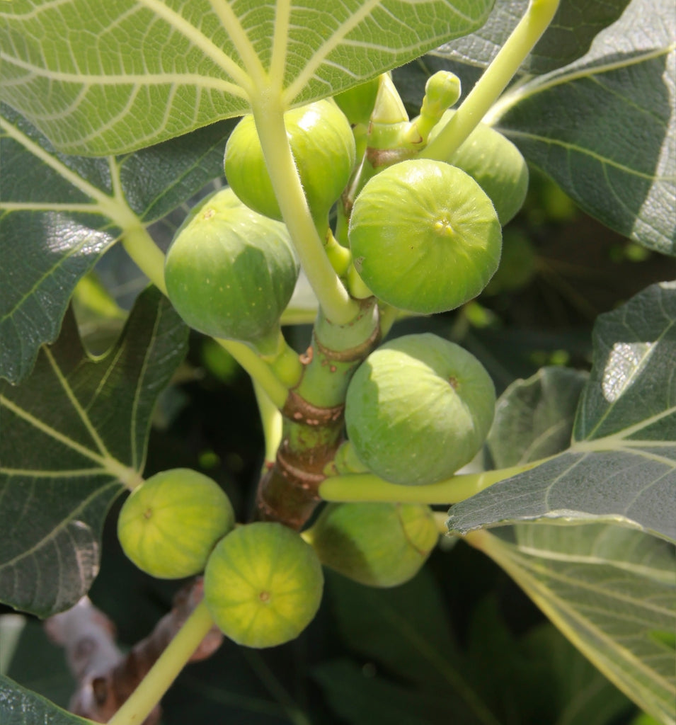 Fig Trees - 14 Varieties - Mix and Match - Free Shipping – Scenic Hill ...