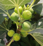 Fig Trees - 14 Varieties - Mix and Match - Free Shipping