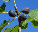 Fig Trees - 14 Varieties - Mix and Match - Free Shipping
