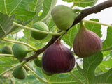 Fig Trees - 14 Varieties - Mix and Match - Free Shipping