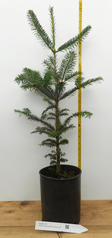 Fraser Fir, Abies fraseri - One Gallon Container