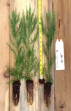 Giant Sequoia Trees- California Redwood - Seedlings