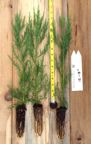 Giant Sequoia Trees- California Redwood - Seedlings