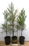 Giant Sequoia Tree- 30-40 Inch Tall Large 1 Gallon