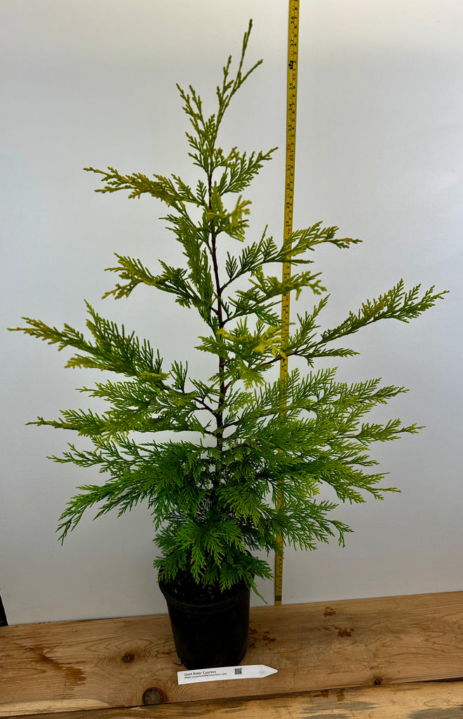 Gold Rider Leyland Cypress – Scenic Hill Farm Nursery