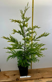 Gold Rider Leyland Cypress