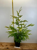 Gold Rider Leyland Cypress