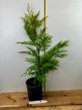 Gold Rider Leyland Cypress