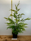 Gold Rider Leyland Cypress