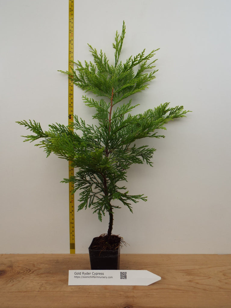 Gold Rider Leyland Cypress – Scenic Hill Farm Nursery