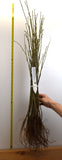 Golden Chain Tree (Laburnum anagyroides) - Live Potted Tree or Bare Root seedling