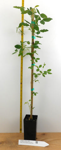 golden chain tree bonsai Golden Chain Tree (Laburnum anagyroides)