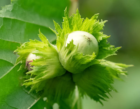 Hazelnut Grand Traverse and Raritan - Eastern and Midwestern United States