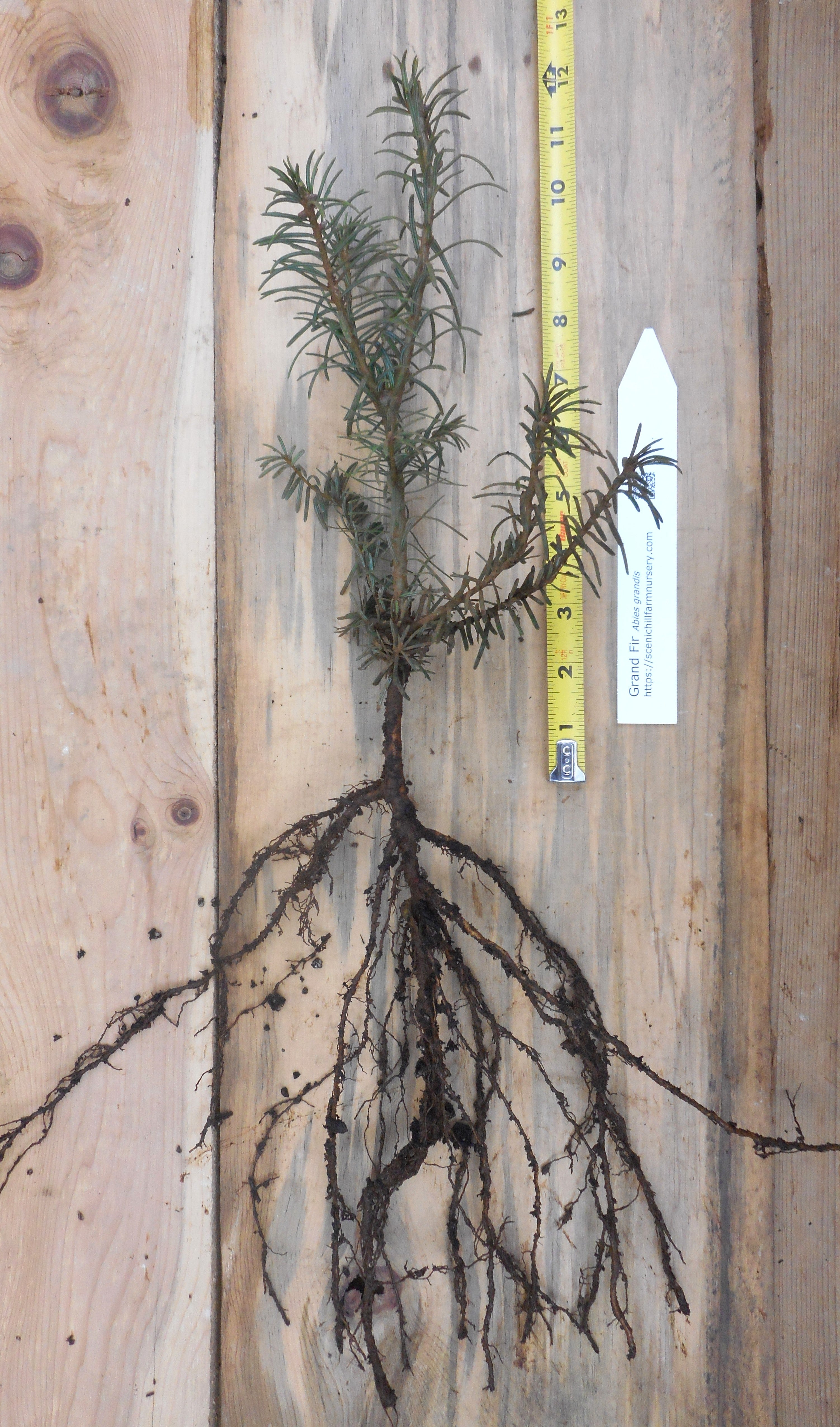 Grand Fir - 2 Year Bare Root -8-14 inches tall(Abies grandis