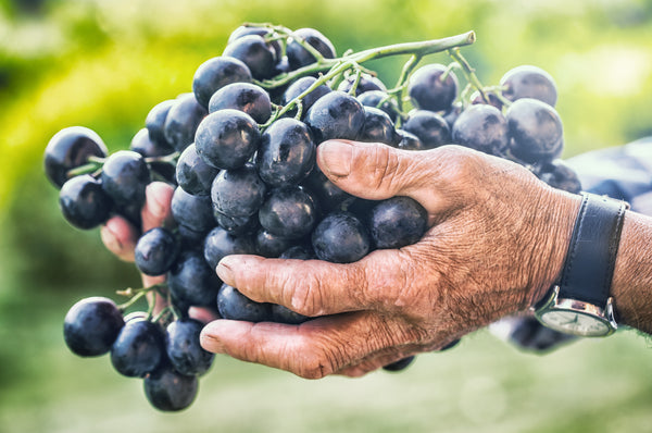 Grape Plants - 13 Varieties Table Grapes - Propagated in a disease