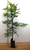 Green Giant Thuja (Cedar Arborvitae) 12-15 Inches Tall