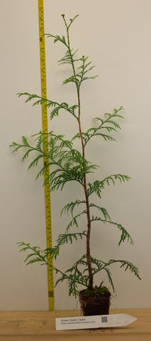 Green Giant Thuja (Cedar Arborvitae) 12-15 Inches Tall