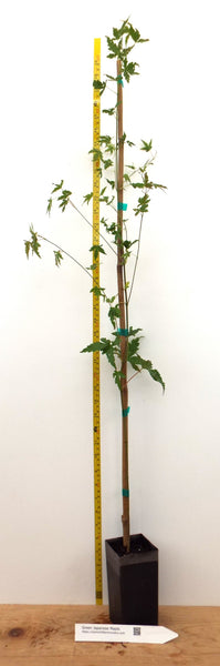 green maple tree indoor plant Green Japanese Maple, Acer palmatum