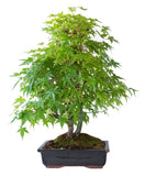 Green Japanese Maple, Acer palmatum - 28-32 inch potted tree- Landscape or Bonsai