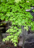 Green Japanese Maple, Acer palmatum - 28-32 inch potted tree- Landscape or Bonsai